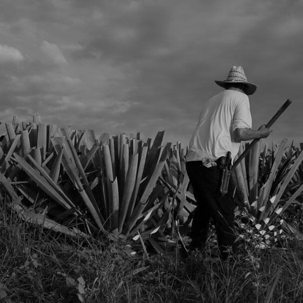 Industria del tequila y mezcal